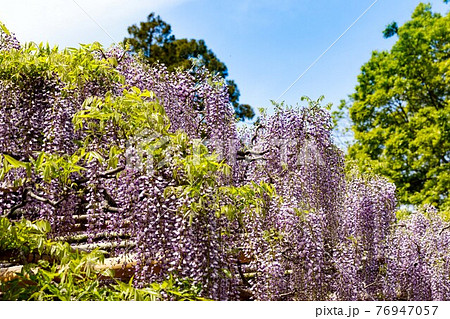 埼玉県春日部市　牛島の藤　藤花園　 76947057
