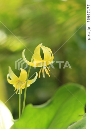 キイロカタクリ　春の花 76947177