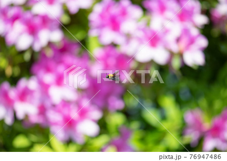 花畑を飛び回るクマバチは大人しい蜂 76947486