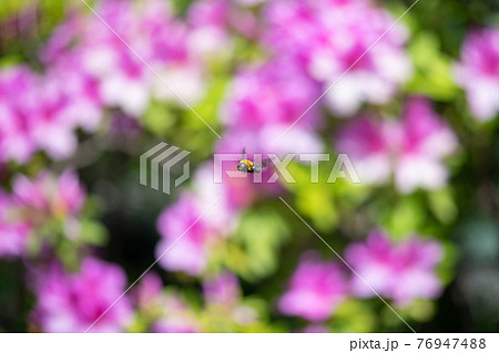 花畑を飛び回るクマバチは大人しい蜂 花畑を飛び回るクマバチは大人しい蜂 76947488