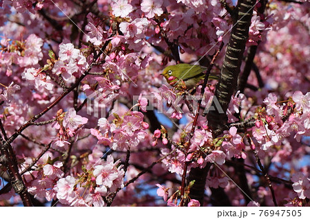 メジロと河津桜 メジロと河津桜 76947505
