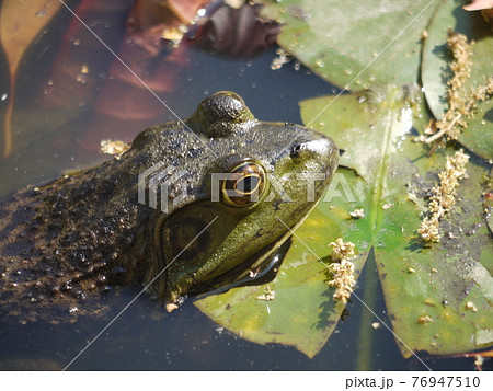 池の水面から顔を出すウシガエル 76947510