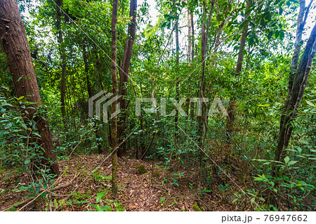 Nature walk pathway around green tree forest sun light 76947662