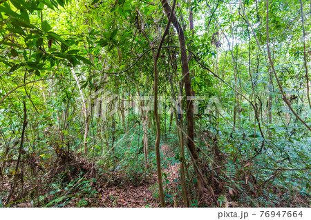 Nature walk pathway around green tree forest sun light Nature walk pathway around green tree forest sun light 76947664