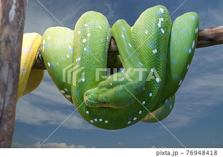 Emerald tree boa closeup, isolated on white Emerald tree boa closeup, isolated on white 76948418