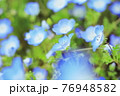 世羅のネモフィラ 76948582