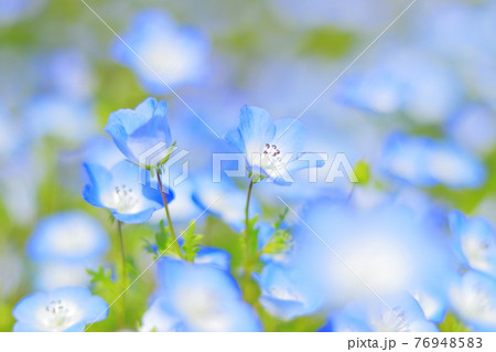 世羅のネモフィラ 76948583