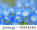 世羅のネモフィラ 76948584