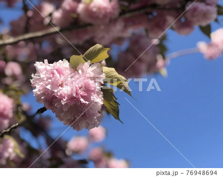 青空に映える満開の八重桜_手前アップ5 76948694