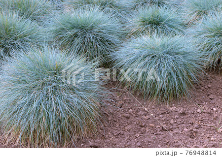 Blue fescue or festuca glauca plants in the garden 76948814