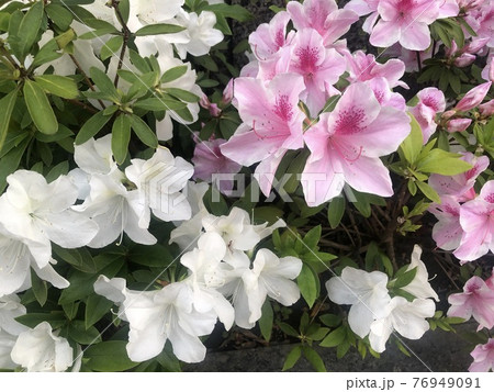 街中の花壇に咲くつばき_白＆ピンク 76949091