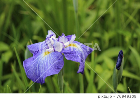 水辺に咲く花菖蒲の品種名は春の小川の写真素材