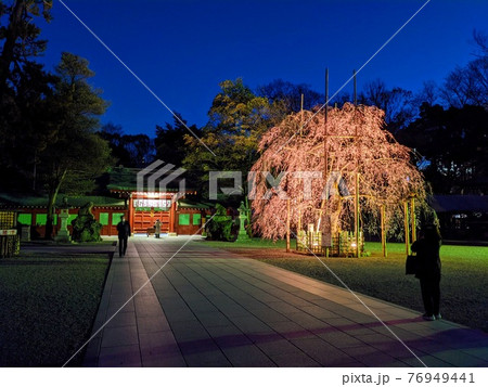東京都府中市　大國魂神社のしだれ桜ライトアップ 76949441