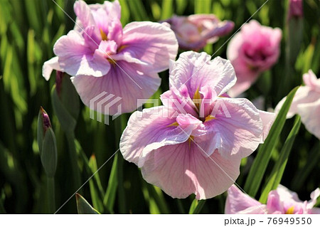 可愛い名前の品種名は姫街道 可愛い名前の品種名は姫街道 76949550