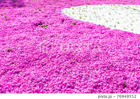 羊山公園の芝桜 76949552