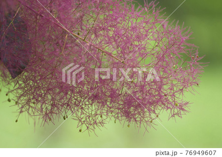 スモークツリーがピンク色の花穂をつけています。学名はCotinus coggygriaです。 76949607