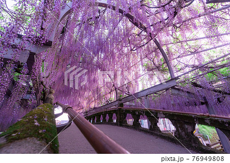 夕焼けと中山の大藤　福岡の自然 76949808