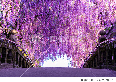 夕焼けと中山の大藤　福岡の自然 76949817