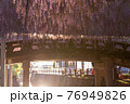 夕焼けと中山の大藤　福岡の自然 76949826