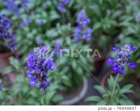 花 フラワー お花 76949847