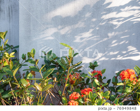 花 フラワー お花 76949848