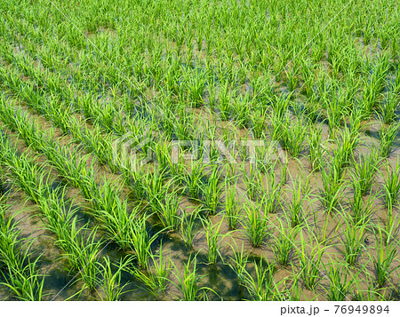 畑 運動場 野原 76949894