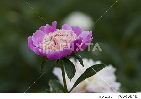 芍薬園にピンク色のシャクヤクが咲いています。このシャクヤクの名前はソルベットです。 76949949