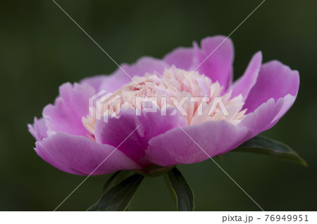 芍薬園にピンク色のシャクヤクが咲いています このシャクヤクの名前はソルベットです の写真素材