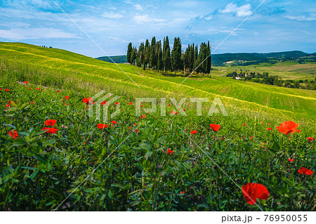 Tuscany summer scenery with cypress trees and flowery fields 76950055