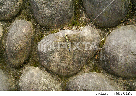 カラー　トンボ　虫　昆虫　節足動物　葉（2021年4月登録）　最大サイズ：M 76950136