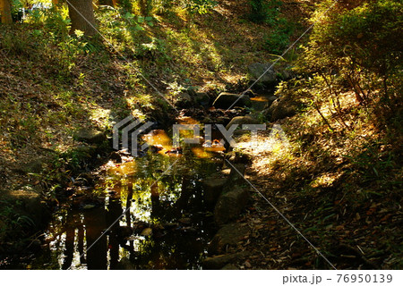 カラー　水面　植物　（2021年4月登録）　最大サイズ：L 76950139