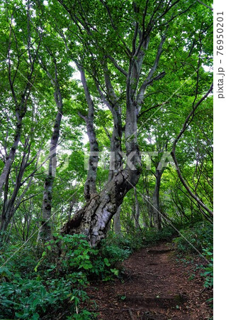 米山の樹林帯登山道 76950201