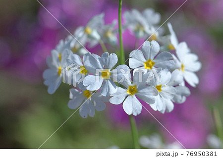 仏閣の装飾九輪に似た花 仏閣の装飾九輪に似た花 76950381