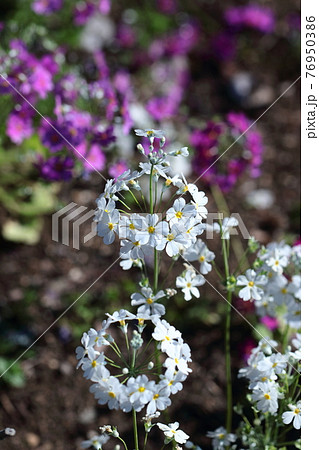 仏閣の装飾九輪に似た花 76950386