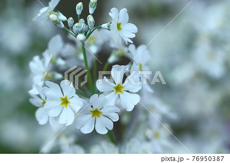 仏閣の装飾九輪に似た花 仏閣の装飾九輪に似た花 76950387