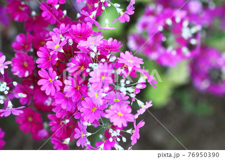 仏閣の装飾九輪に似た花 仏閣の装飾九輪に似た花 76950390