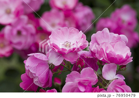 薔薇園にピンク色のバラの花が咲いています このバラの名前はアンジェラです の写真素材