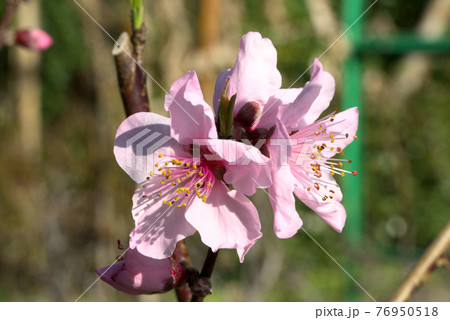 アーモンドのピンクの花 76950518