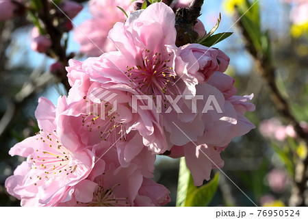 アーモンドのピンクの花 アーモンドのピンクの花 76950524