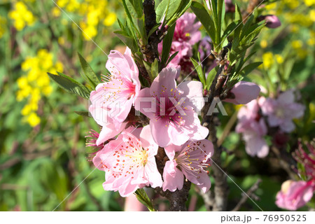 アーモンドのピンクの花 76950525