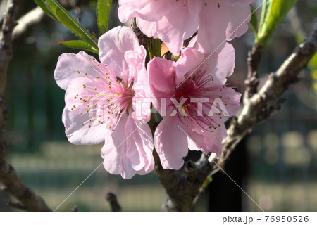 アーモンドのピンクの花 76950526