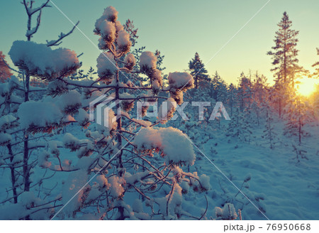 Winter snowy forest at sunset. 76950668