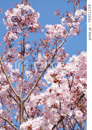 桜咲く ~春の訪れ  通常版 3:2バージョン 桜咲く ~春の訪れ  通常版 3:2バージョン 76951159
