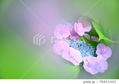 あじさい・ソフトトーン 76951442
