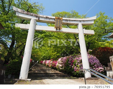 京都 東山 宗忠神社のヒラドツツジ 京都 東山 宗忠神社のヒラドツツジ 76951795