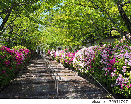 京都　東山　宗忠神社のヒラドツツジ 76951797