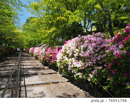京都　東山　宗忠神社のヒラドツツジ 76951798