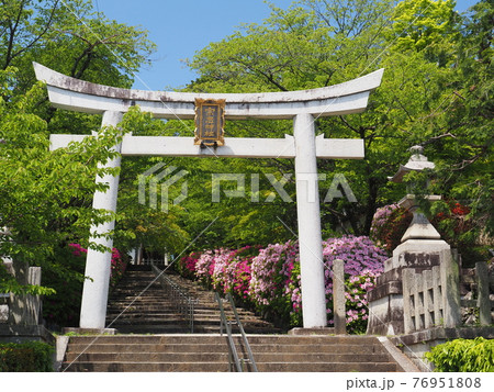 京都　東山　宗忠神社のヒラドツツジ 76951808