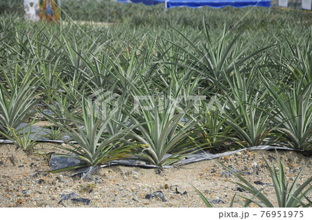 Pineapple plantation and its ripe fruit. The pineapple tree is a tropical plant that grows in peat. It is used in cooking or can be eaten alone. Pineapple plantation and its ripe fruit. The pineapple tree is a tropical plant that grows in peat. It is used in cooking or can be eaten alone. 76951975