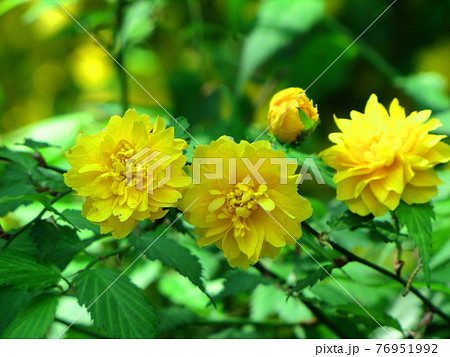 鮮やかな黄金色に咲く 76951992